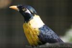 Golden myna