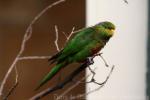 Orange-billed lorikeet