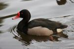 Rosy-billed pochard