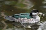 Green pygmy goose