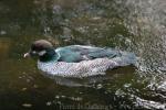 Green pygmy goose