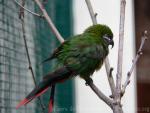 Plum-faced lorikeet