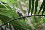 Java sparrow