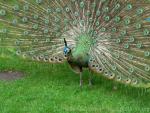 Javan green peafowl