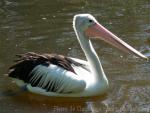 Australian pelican