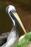 Peruvian pelican