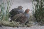 Grey partridge