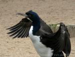 Guanay cormorant