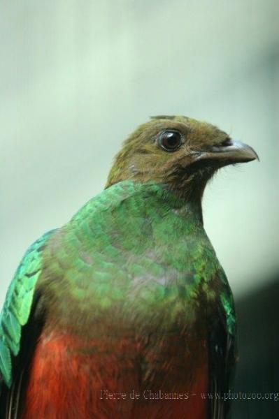 Golden-headed quetzal