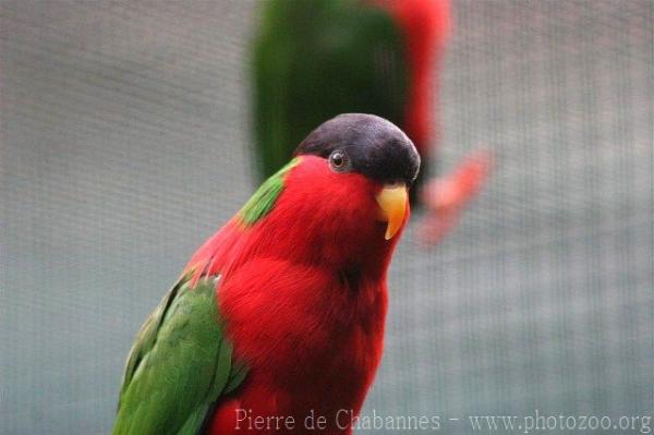 Collared lory