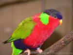 Collared lory