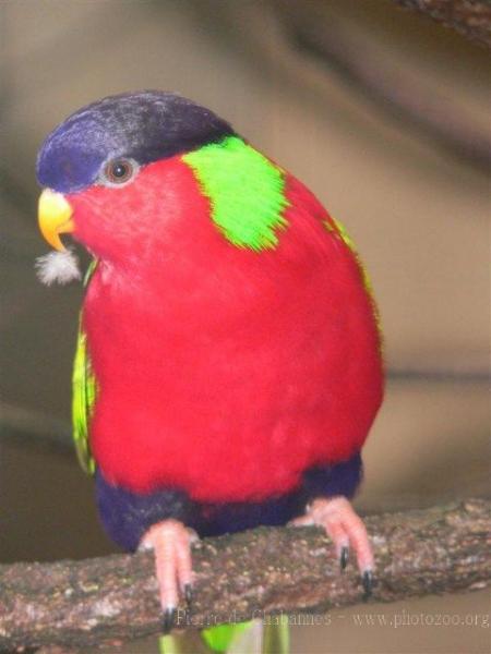 Collared lory