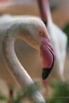 Greater flamingo