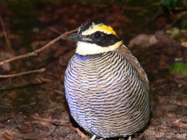 Javan banded pitta