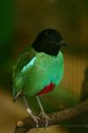 Western hooded pitta