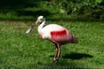 Roseate spoonbill