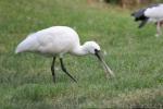 Lesser spoonbill