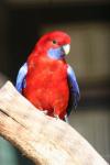 Crimson rosella