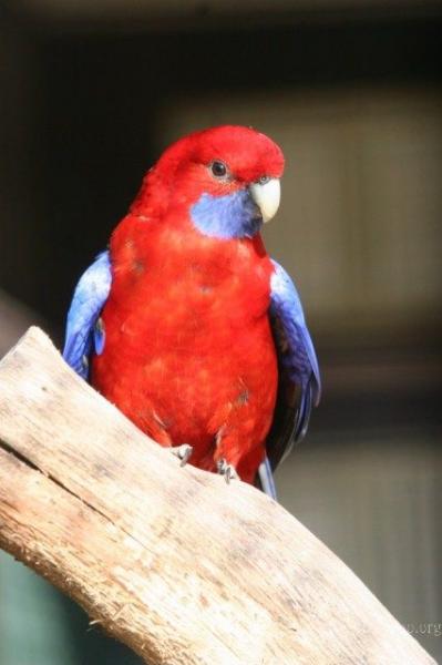 Crimson rosella