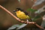 Black-necked weaver