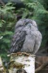 Tawny frogmouth