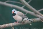 Long-tailed Finch