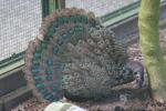 Malayan peacock-pheasant