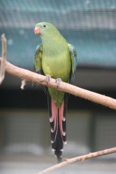 Regent parrot