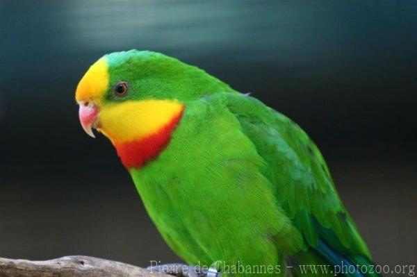 Superb parrot