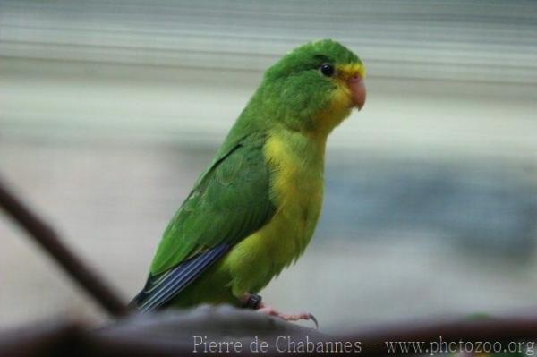 Mountain parakeet