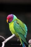 Plum-headed parakeet