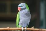 Derbyan parakeet