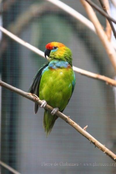 Large fig-parrot