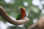 Edward's fig-parrot