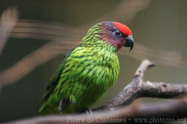 Goldie's lorikeet