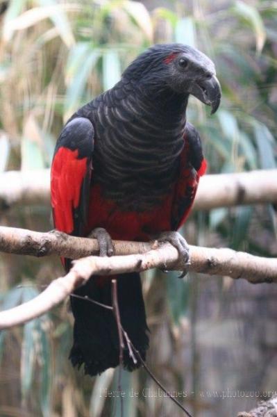 Pesquet's parrot