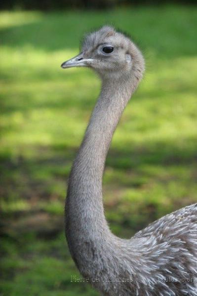 Lesser rhea