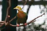 Pink-spotted fruit-dove