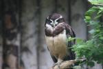 Spectacled owl