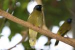 Black-headed bulbul