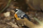 Grey-headed bullfinch *