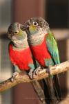 Crimson-bellied parakeet