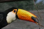 Toco toucan