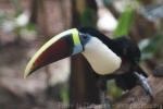 Red-billed toucan