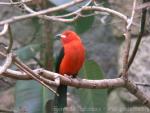 Brazilian tanager