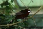 Silver-beaked tanager