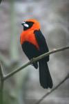 Masked crimson tanager