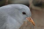 Kagu