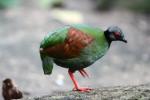 Crested partridge