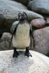 Humboldt's penguin